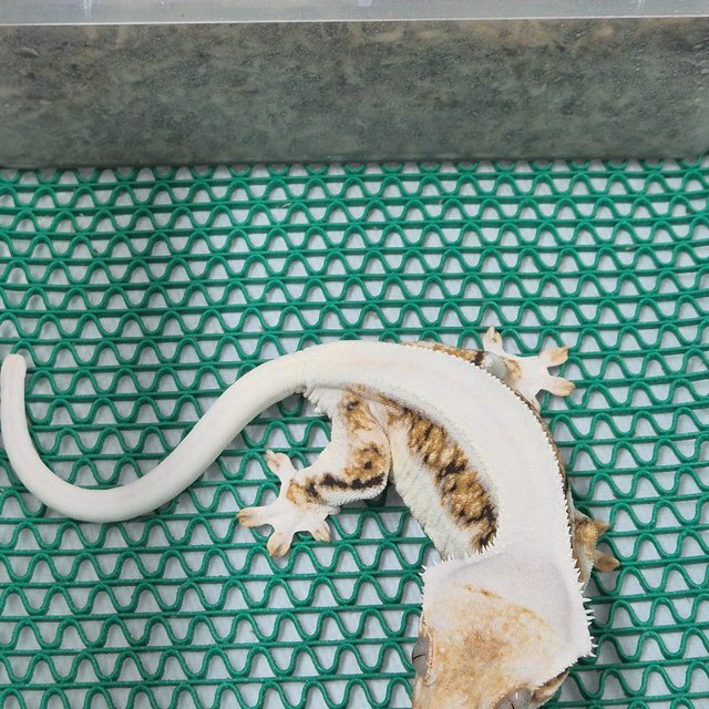 트라이 릴리화이트