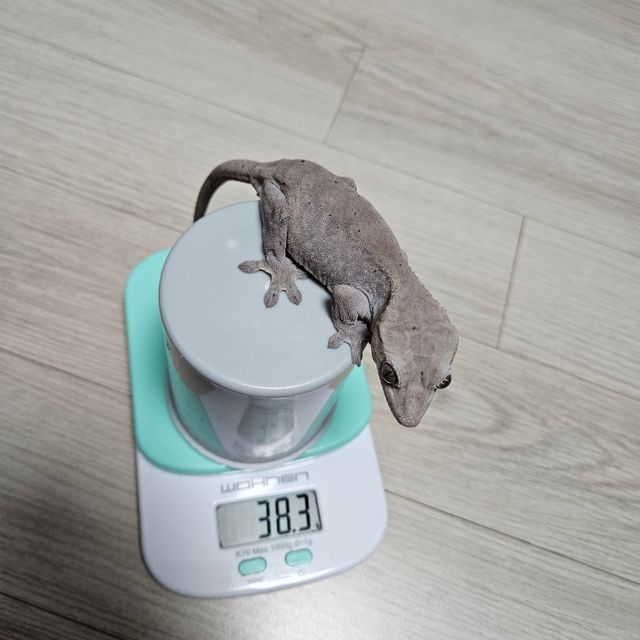 루왁