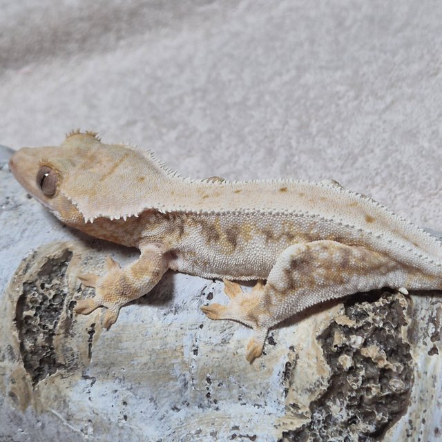 솔리드백 트라이 릴리화이트