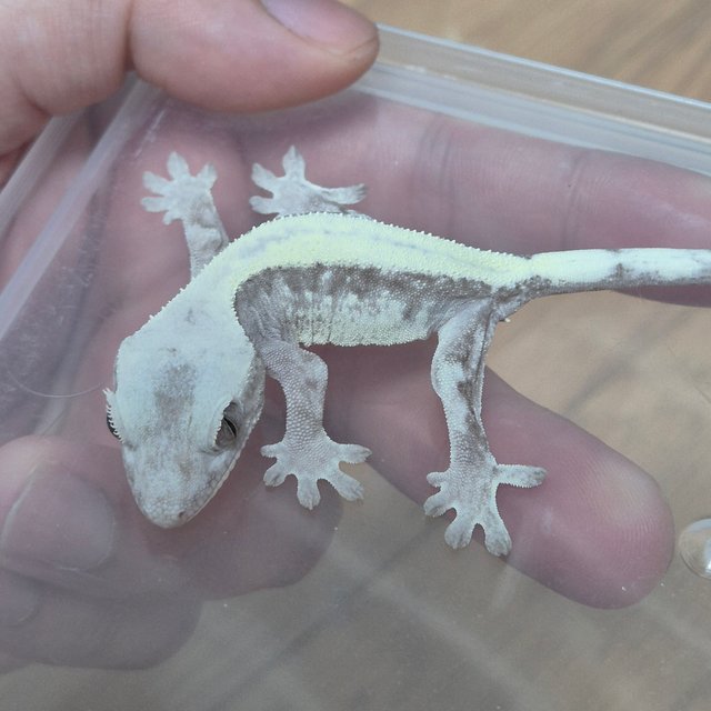 슈퍼세이블 릴리