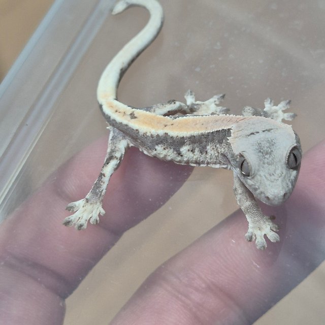 100%헷아잔틱 릴리 세이블