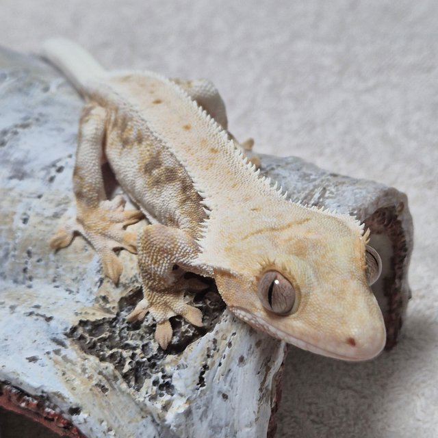 솔리드백 트라이 릴리화이트