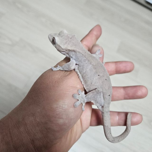 루왁