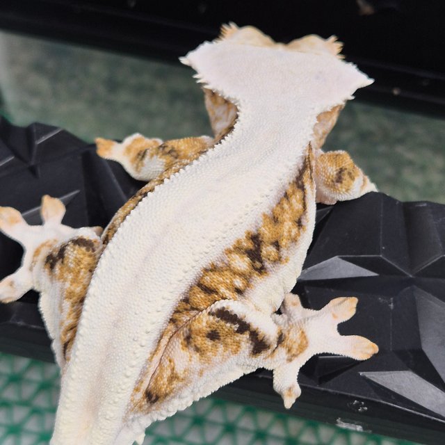 트라이 릴리화이트