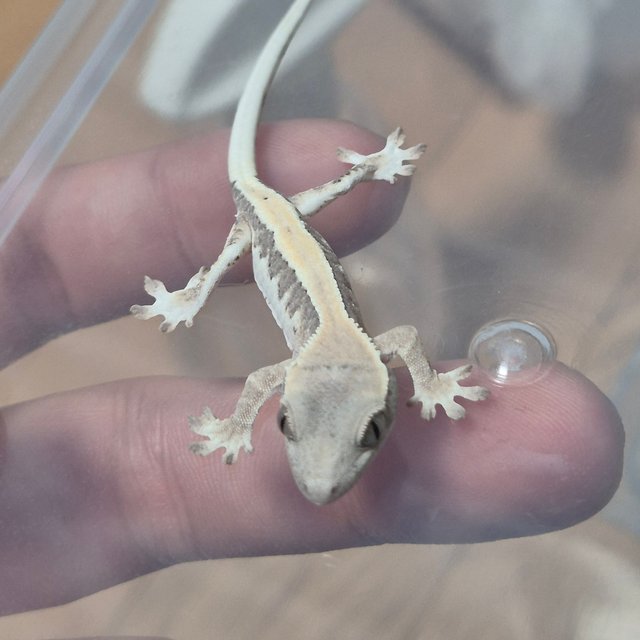 100%헷아잔틱 릴리 세이블