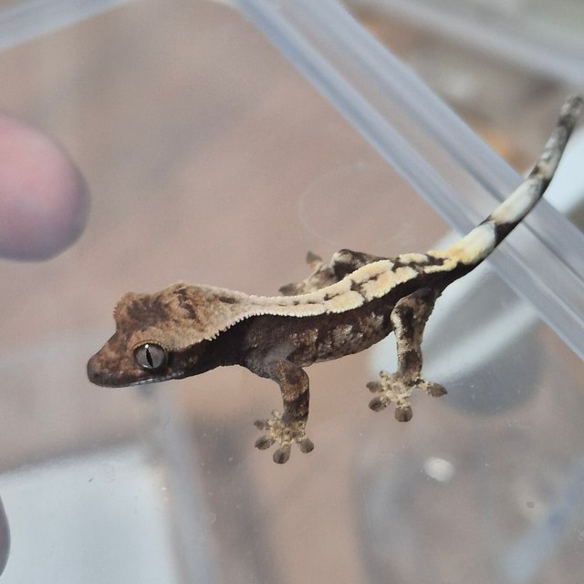 100%헷아잔틱 세이블