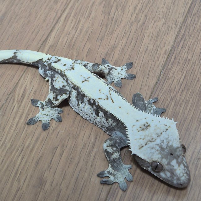 세이블 블랙 화이트