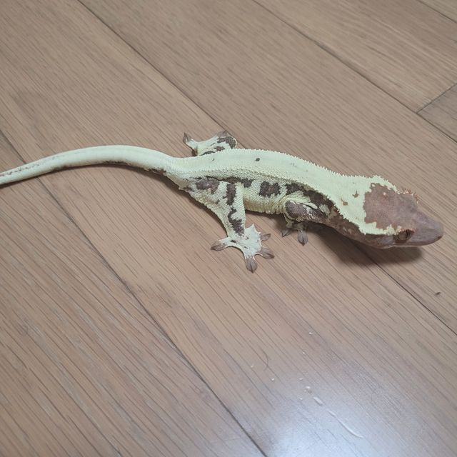 프라푸치노