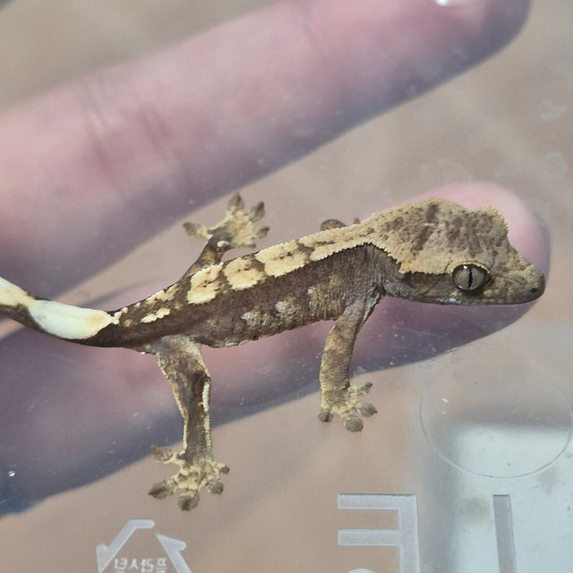 100%헷아잔틱 노멀