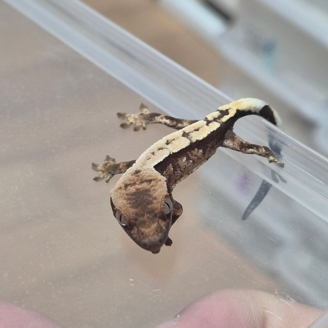 100%헷아잔틱 세이블