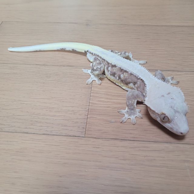 릴리100%헷아잔틱
