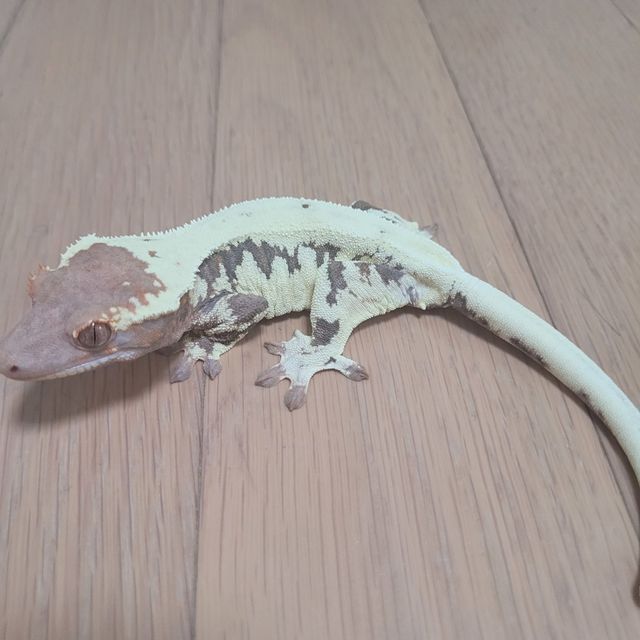 프라푸치노