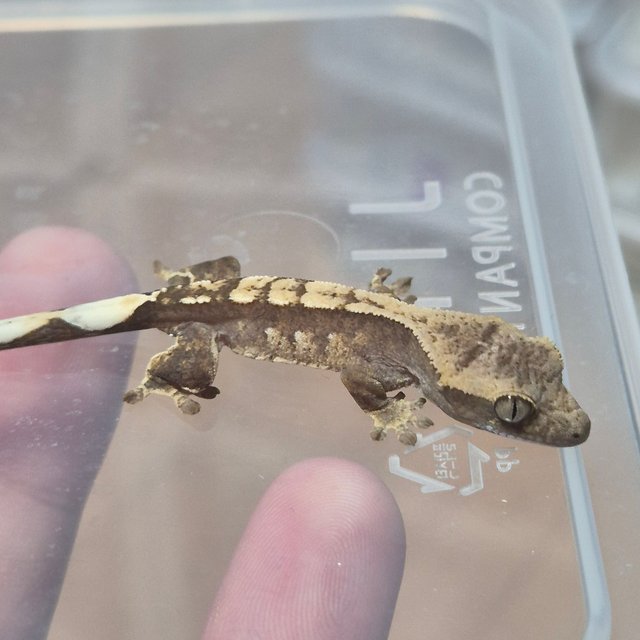 100%헷아잔틱 노멀