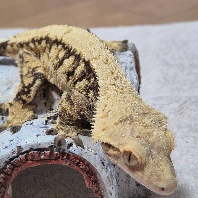 솔리드백 트라이 익스트림할리퀸