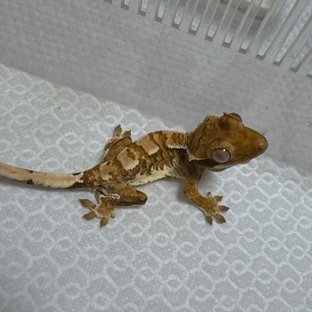 트라이 익스트림할리퀸 바브