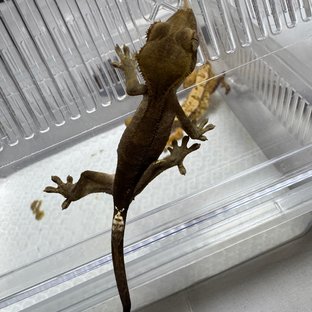 챠콜 카푸치노
