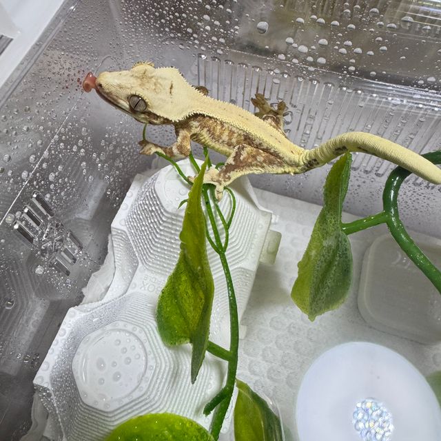 릴리화이트 크림 크림시클