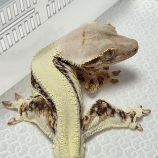 Lilly White Tri Solid Back