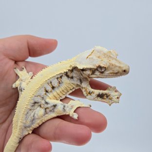 설이