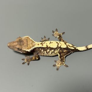 세이블