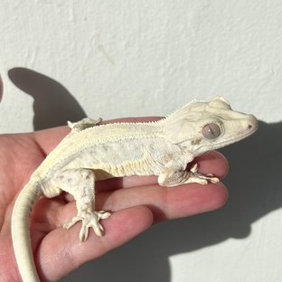 Lilly White