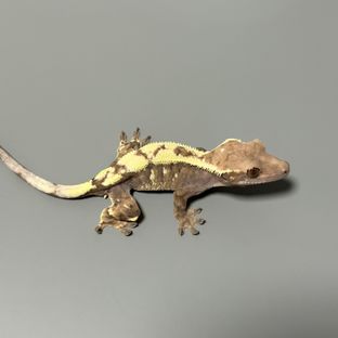 세이블