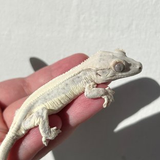 Lilly White