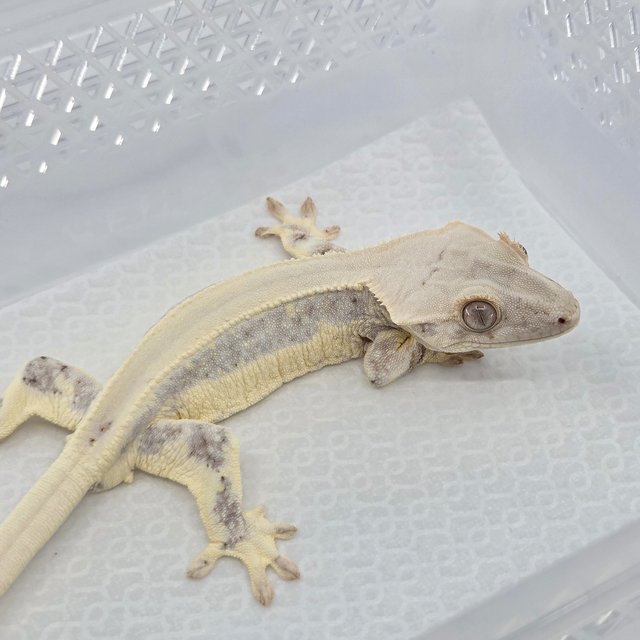 Lilly White