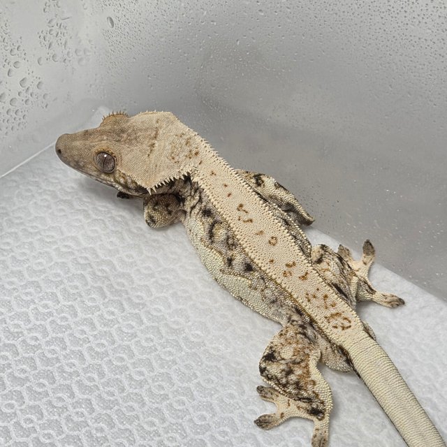Normal Tri Quad Full Pinstripe White Spot