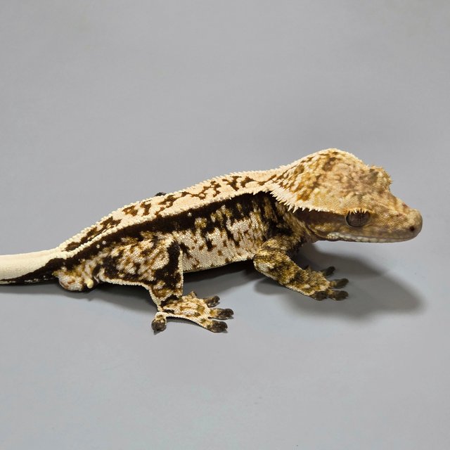 Normal Extreme Harlequin Tri