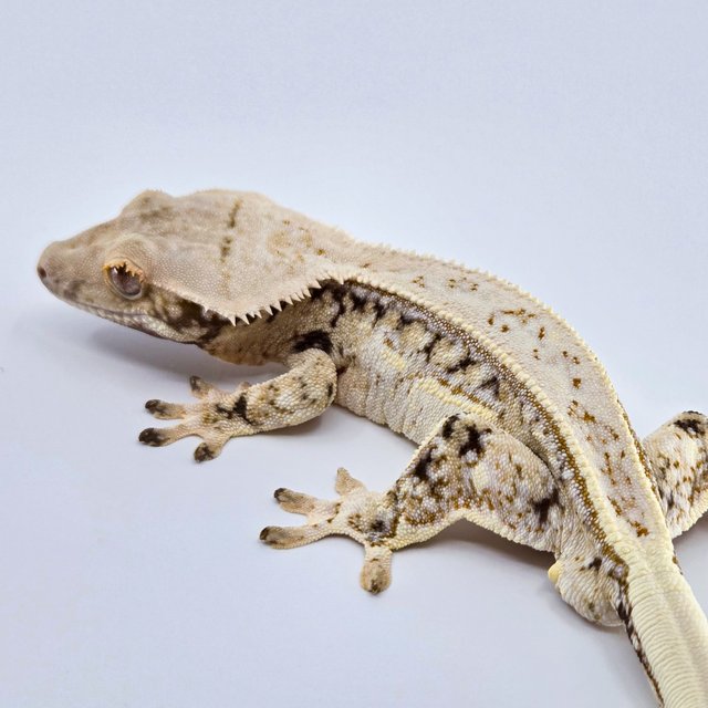 Normal Drippy Tri Quad White Spot Full Pinstripe