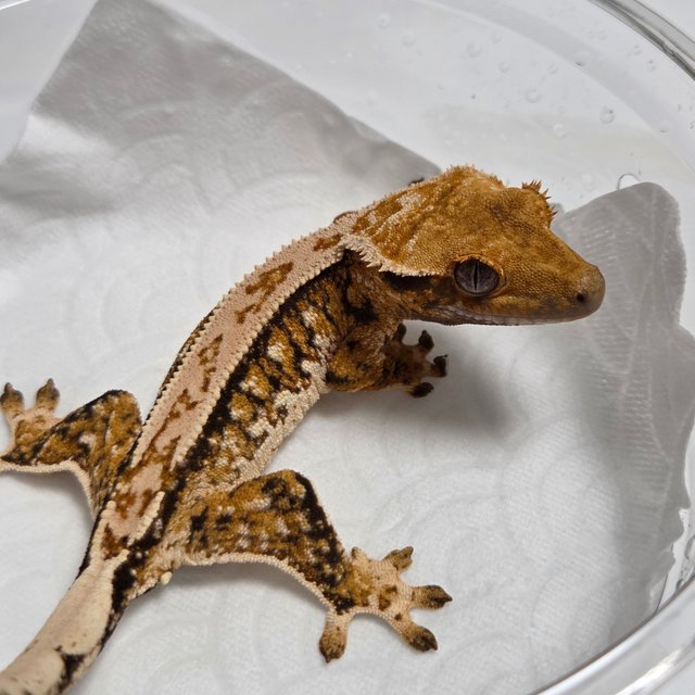 Tangerine Tri Normal Quad White Spot
