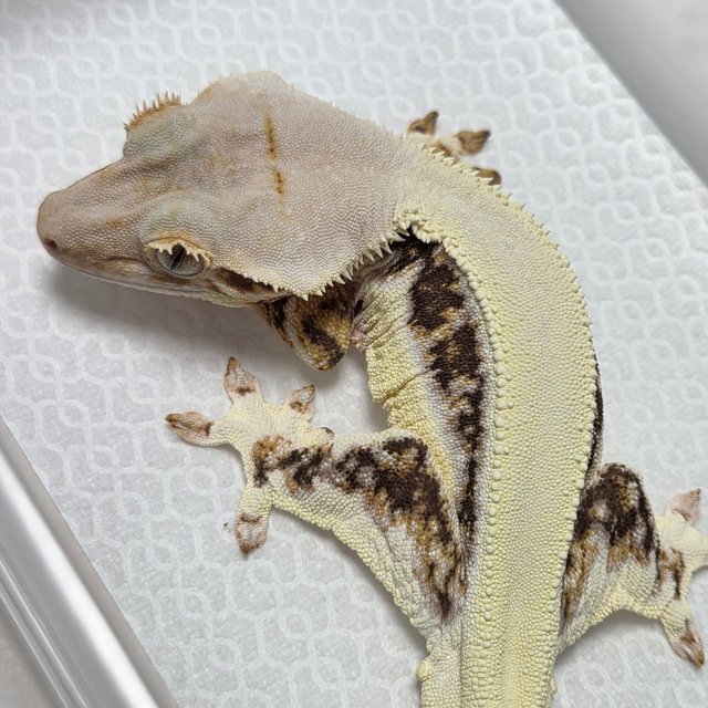 Lilly White Solid Back Tri