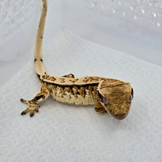 Tangerine White Spot Extreme Harlequin Normal Tri