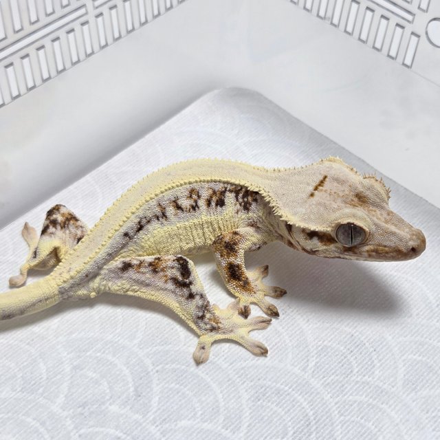 Lilly White Tri Solid Back