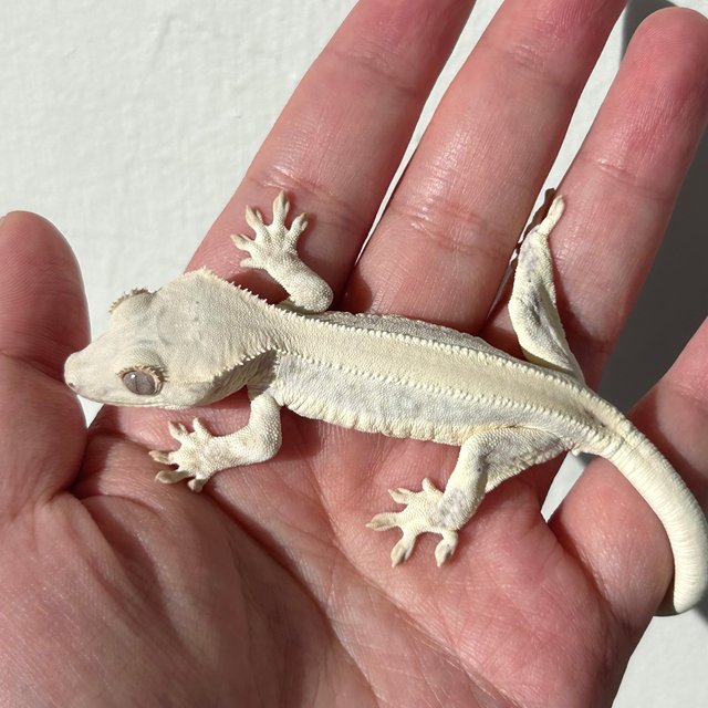 Lilly White