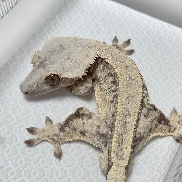 Normal Quad Full Pinstripe