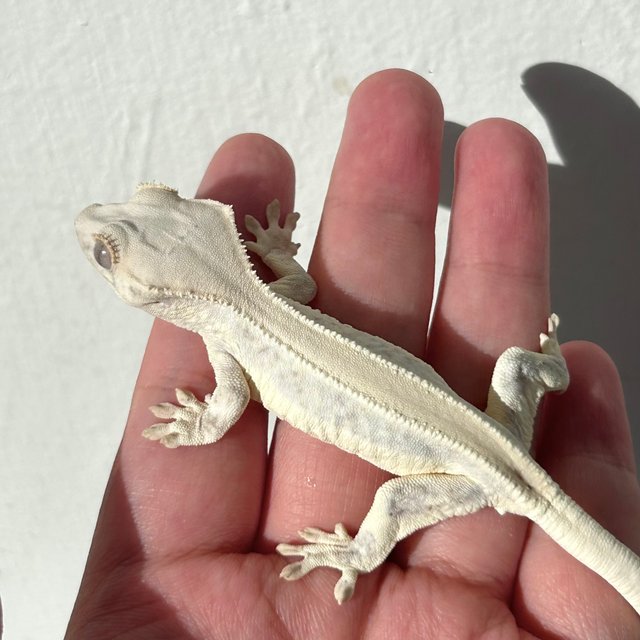 Lilly White