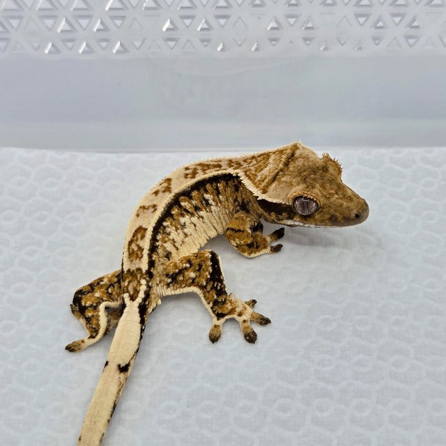 Tangerine White Spot Extreme Harlequin Normal Tri
