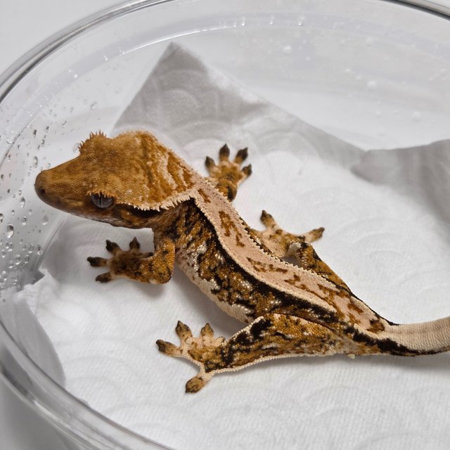 Tangerine Tri Normal Quad White Spot