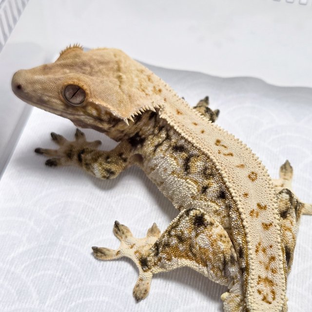 Quad White Spot Tri Full Pinstripe Normal