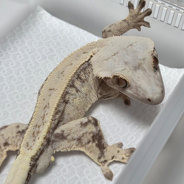 Normal Quad Full Pinstripe