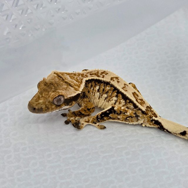 Tangerine White Spot Extreme Harlequin Normal Tri