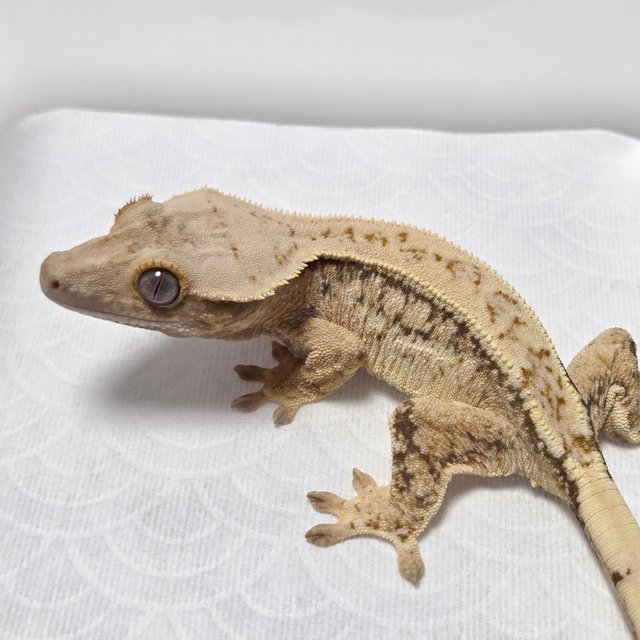 Drippy Normal Tri Quad