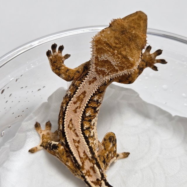 Tangerine Tri Normal Quad White Spot