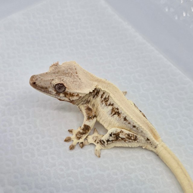 Solid Back Lilly White Tri