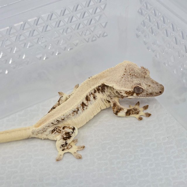 Solid Back Lilly White Tri