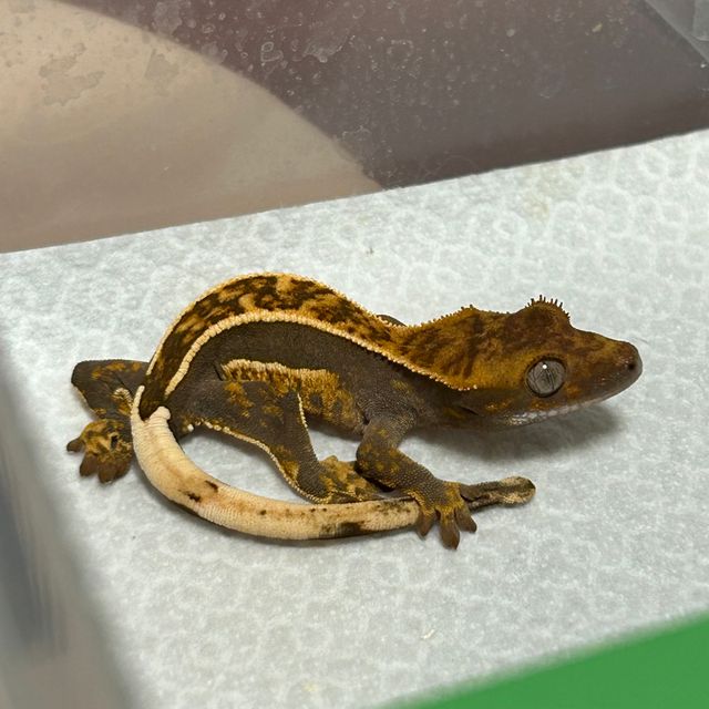 Normal Quad Empty Back Onyx Pinstripe