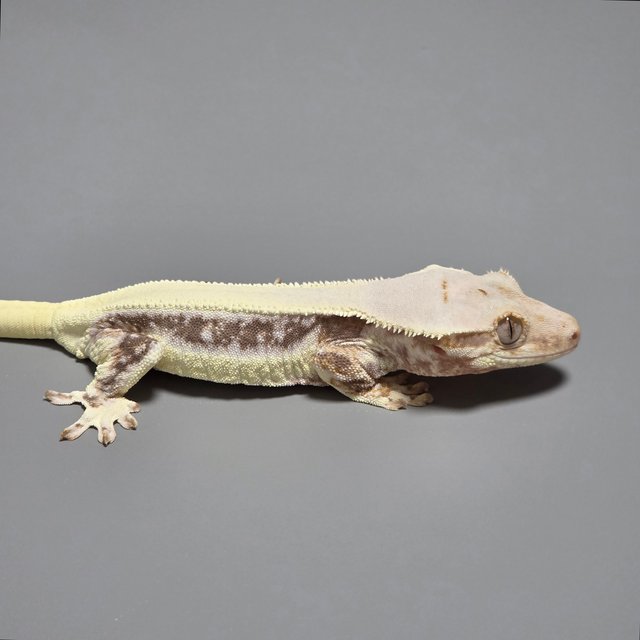 릴리화이트 솔리드백