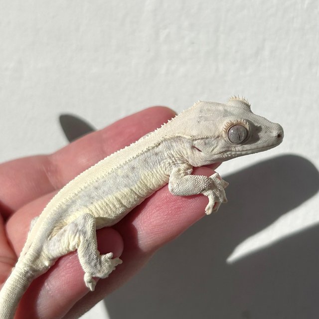 Lilly White